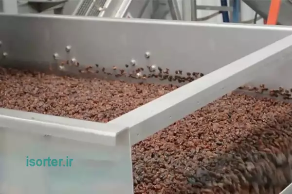 عبور دانه ها از درون دستگاه سورتینگ دانه پس از شستشو