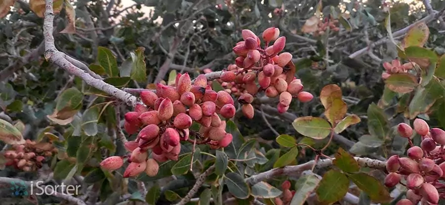 پسته تر پیش از چیده شدن در باغ پسته