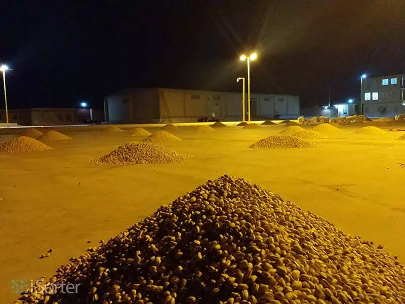جمع کردن محصول در فضای ترمینال ضبط پسته برای خشک کردن