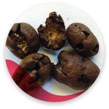 قهوه حشره خورده