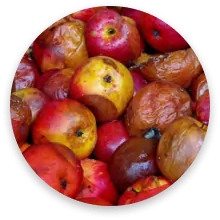میوه له شده در ورودی دستگاه سورتر