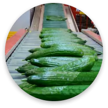 خیار
