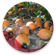 تغییر رنگ میوه