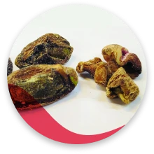 مغز پسته آفت زده
