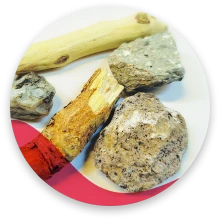 ضایعات مغز پسته