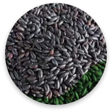 برنج سیاه