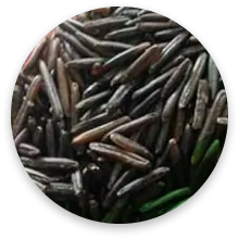 برنج وحشی