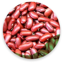لوبیا