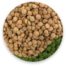 عدس