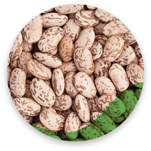 لوبیا چیتی