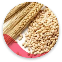وجود سبوس در محصول