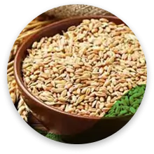گندم دوروم