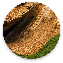 گندم معمولی